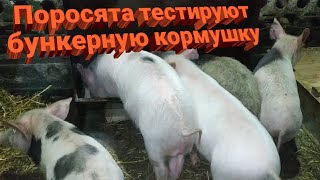 Установка и тест кормушки для свиней ✅