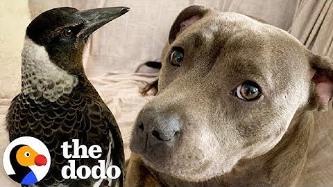 Pittie Thinks She's A Rescued Magpie's Mama | The Dodo