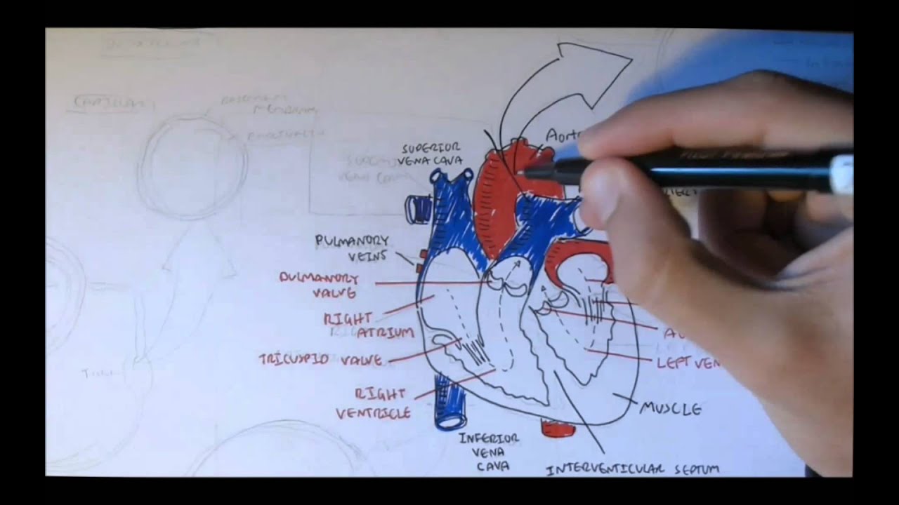 Cardiovascular System Anatomy - YouTube