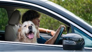 Pet Paradise: "Every Age and Stage"