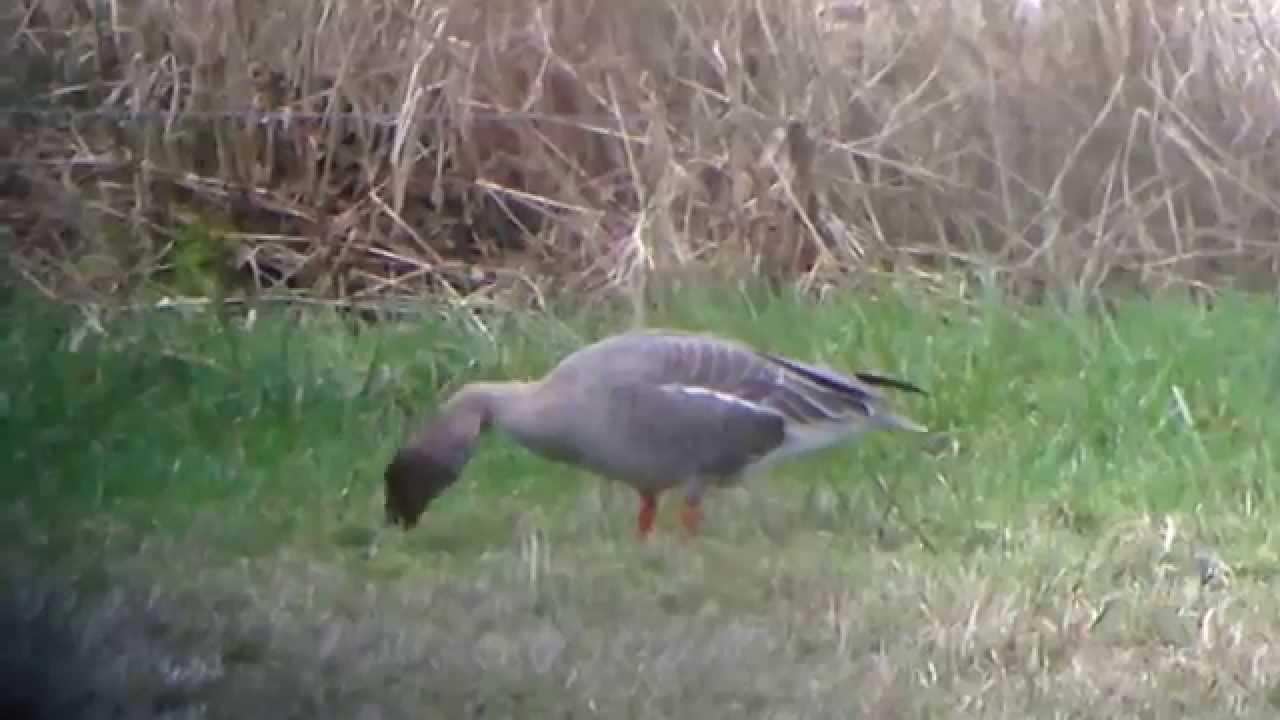Tundra Bean-Goose at Nestucca Bay National Wildlife Refuge, Oregon