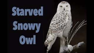Snowy Owl taxidermy this one Starved to death Art of Taxidermy