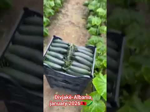 Divjakë Albania January 2026 