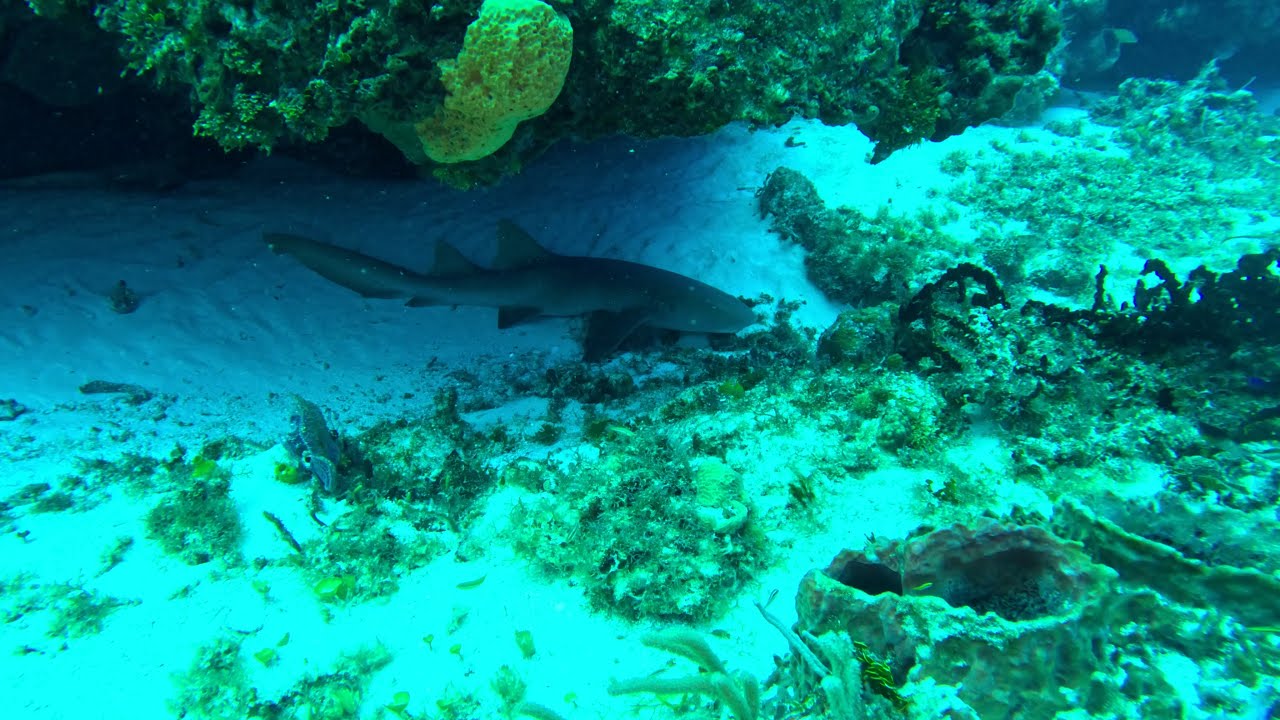 Diving Cozumel: Paseo Del Cedral (64 feet)