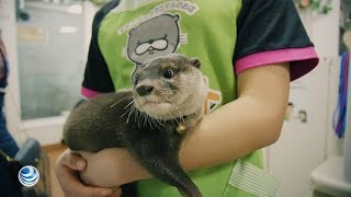 Selfie Con Una Nutria Bebe Podria Desembocar En Su Extincion Youtube Selfie Con Una Nutria Bebe Podria Desembocar En Su Extincion Youtube