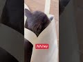2026年4月2日 My cat can play with a simple bag for hours — hiding, pouncing, and exploring. #cat #pets