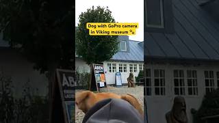 Viking museum filmed by dog