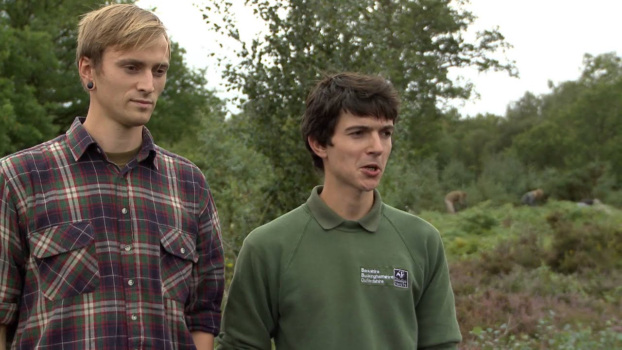 Heathland Recovery at Greenham Common - BBOWT