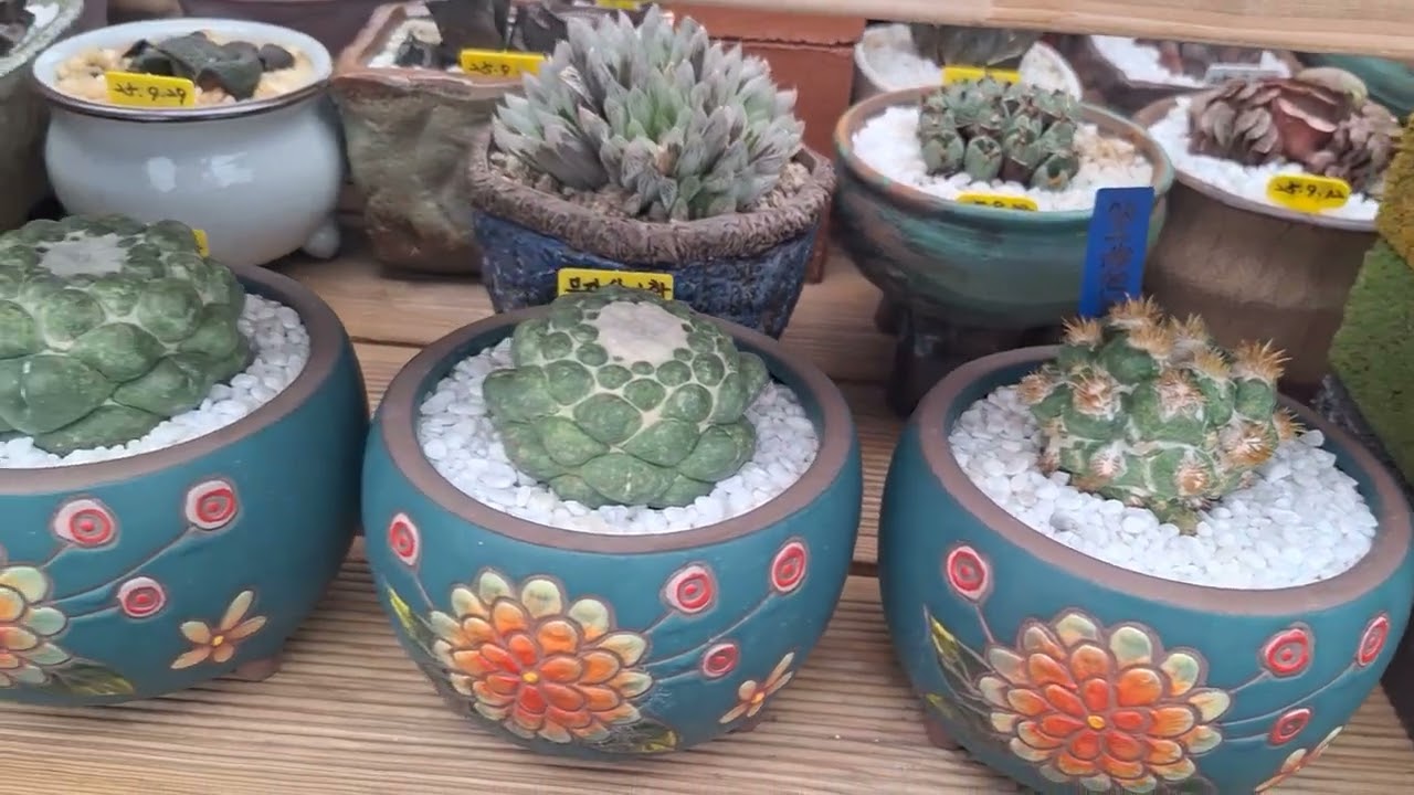 유경혜님댁 사랑이들 2탄🥰🥰🥰