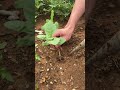 Tree Planting Process - Good tools and machinery make work easy