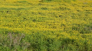 Mayo Clinic Minute: Tips to deal with spring pollen and allergies