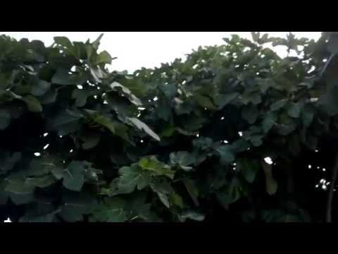 Фиговое дерево и его вкусный плод