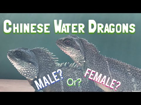 Chinese Water Dragons: Differentiating Males & Females. - YouTube