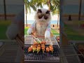 Street Food: A Ragdoll Cat selling Xien Nuong (Assorted Grilled Skewers) at Sea Breeze Park