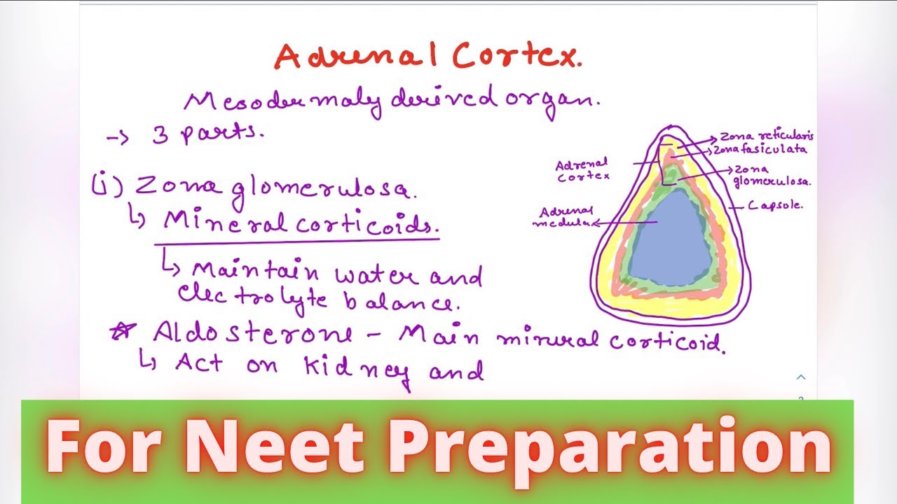 Why ADRENAL GLAND is called emergency hormone? NEET Preparation from