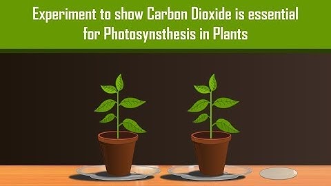 Carbon Dioxide is necessary for Photosynthesis in Plants with Simple Experiment
