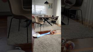 Scrappy With Magical Ring Is Out Of Control