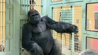 ゴリラ達の体調管理トレーニング⭐️ゴリラ gorilla【京都市動物園】Training for gorilla health management