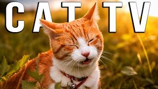 CAT TV | Real Outdoor Adventures Filmed by a Cat | 3 Hours