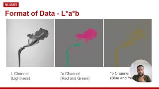 MLSS - Image Colorization using Conditional GAN