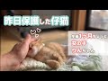 【保護子猫】2日目にしてこの甘えっぷりは可愛すぎて思考回路がショートしました
