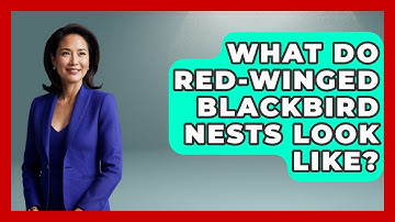 What Do Red-winged Blackbird Nests Look Like? - Bird Watching Diaries
