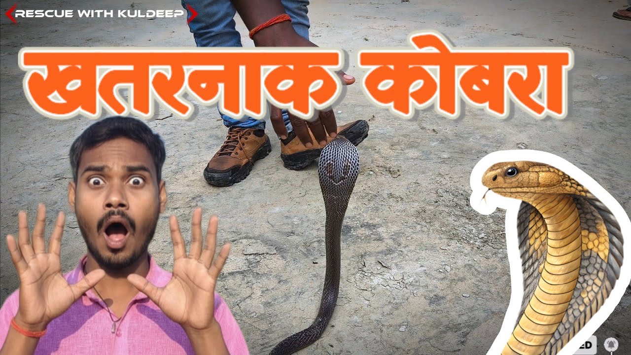 यह नजारा कैमरे में कैद हो गया नहीं तो कोई यकीन नहीं करता बहुत ही भयानक मंजर 😱😱 #rescue #wildlife 