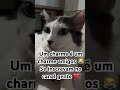 #cats #gatos #gateiraporamor