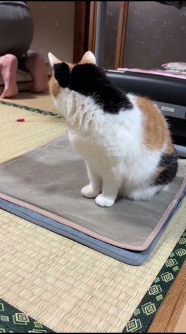 【三毛猫】暇なので探検することにしたミケ