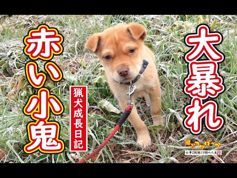 3129 外国切手 旧ソ連 1988年 狩猟犬 4種2組 3129 外国切手 旧ソ連 1988年 狩猟犬 4種2組 3129 外国切手