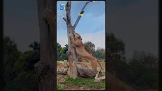 Ratu Sejati di Balik Savana