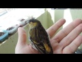 Carduelis spinus    чиж