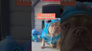STITCH is a FRENCH BULLDOG! 🐶🛸💙 #Stitch #SHORT