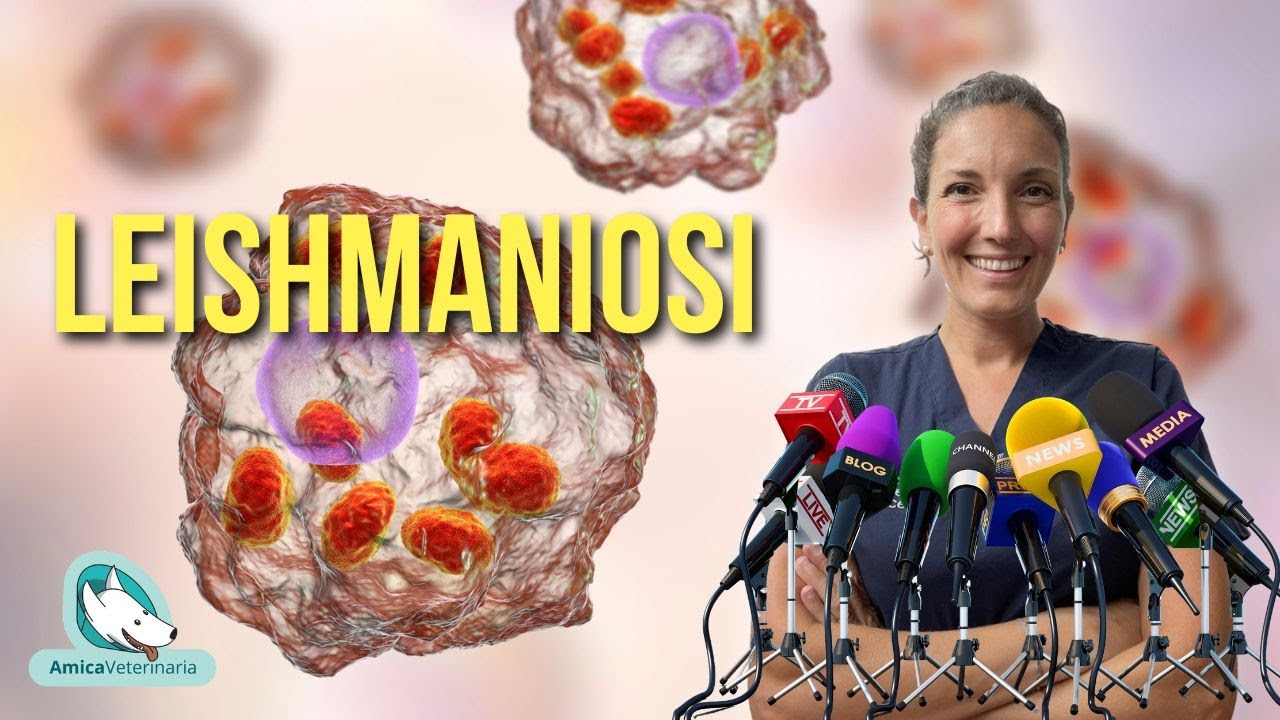 Leishmaniosi nel cane: diagnosi e cura