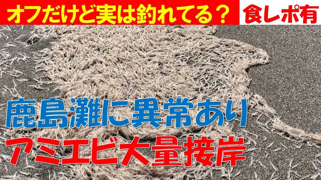 海磯などでフィッシングやられる方　必見 Something unusual in Kashima-nada] A massive influx of krill has