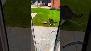 I'm so angry - Best funny animal video 2023😹😹.. Part 23 #short #lol #shortvideo #viral #shorts