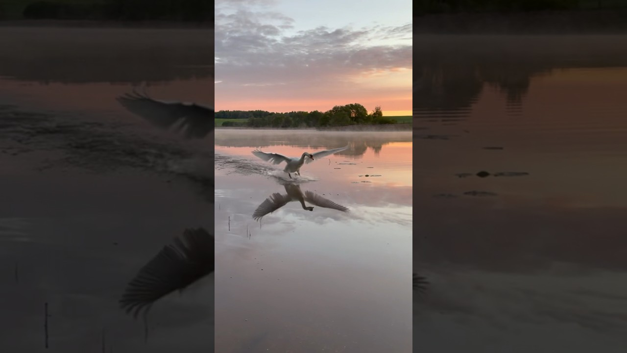 Пробежка по воде на рассвете. 