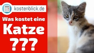 Britisch Kurzhaar Katze | Information für Kinder | Anna und die Haustiere