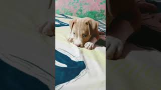 Attention Chal Diye Mitra Di