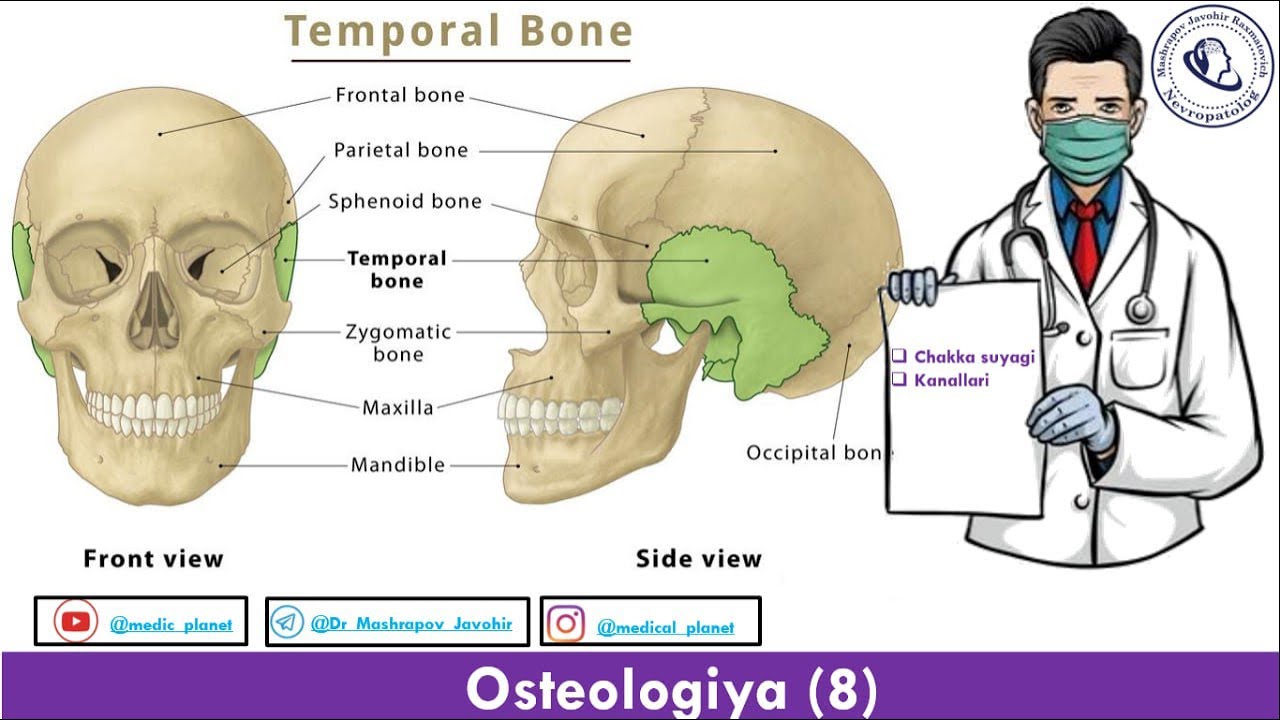 Chakka suyagi anatomiyasi. Chakka suyagi kanallari.