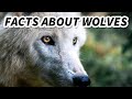 Grey wolf facts also gray wolf facts  animal fact files