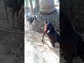 When the goat doesn't get food. #goat #eat #agro #firm #shorts #foryou #animals #love