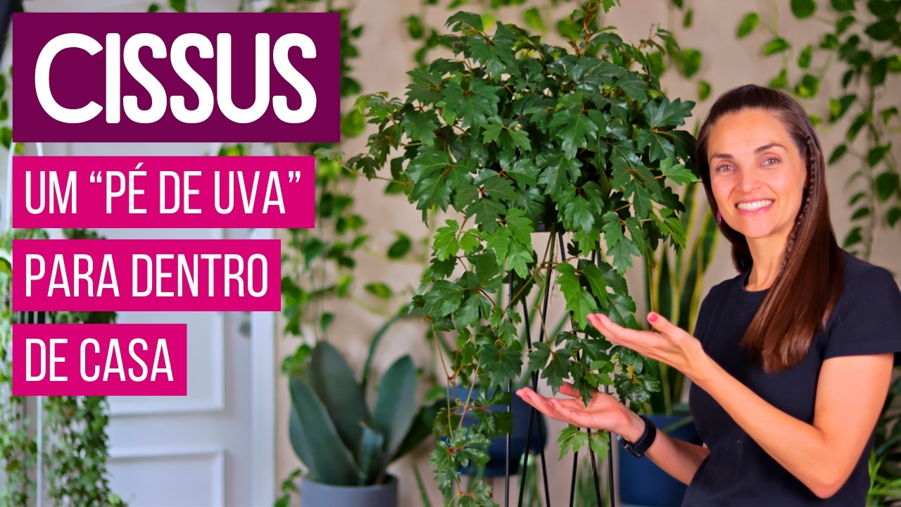 Cissus: o “Pé de Uva” para Dentro de Casa - Ideal para Ganchos e Prateleiras