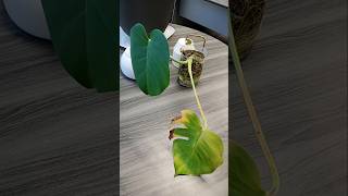 Monstera Plant Care 🪴 | THOW 💛 #monstera #plantcare #officeplants #indoorplants #thehouseonwillett