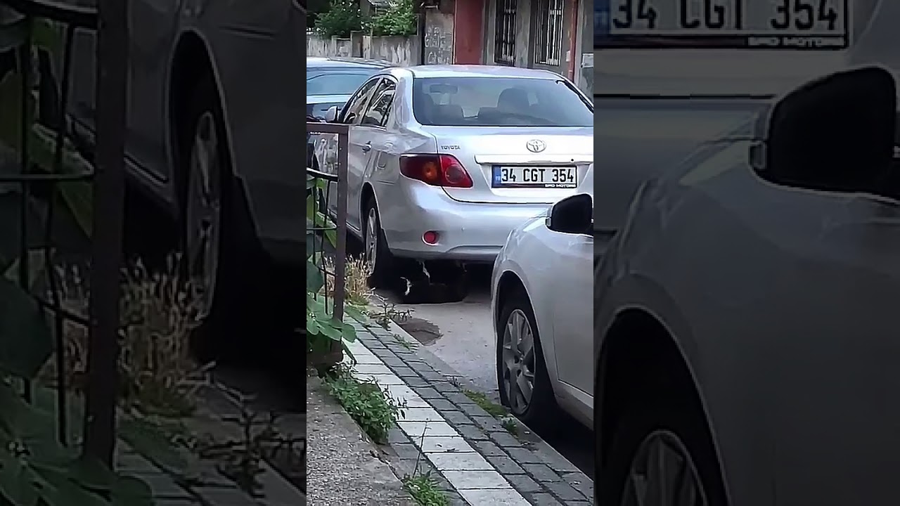 Kedi Haydar kameralarımıza yakalandı😹 YouTube