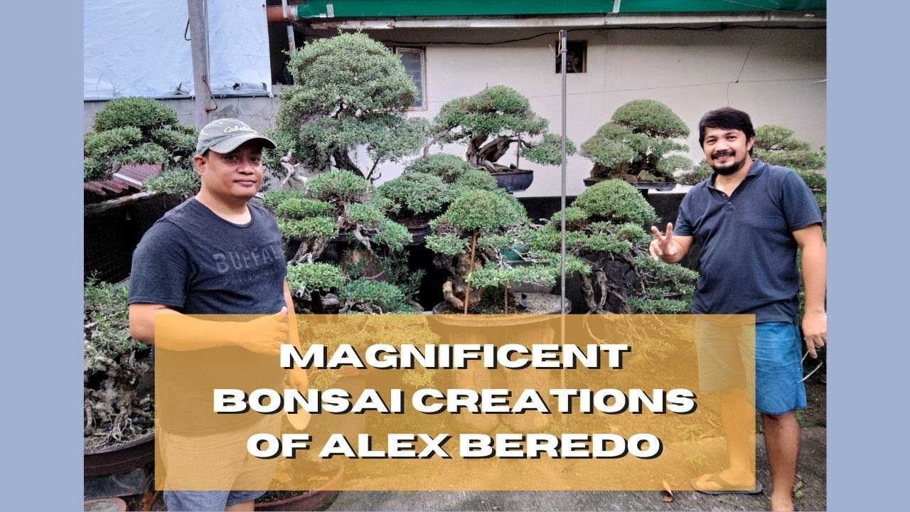 Bonsai Garden Visit #9 - At Alex Beredo's Place [w/ English Subtitles]