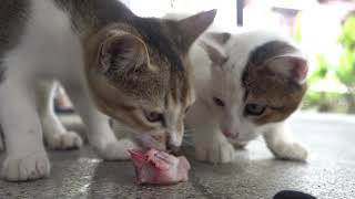 Kittens Eating the Chicken Meat by Kitten meow 48 views 2 years ago 2 minutes, 22 seconds