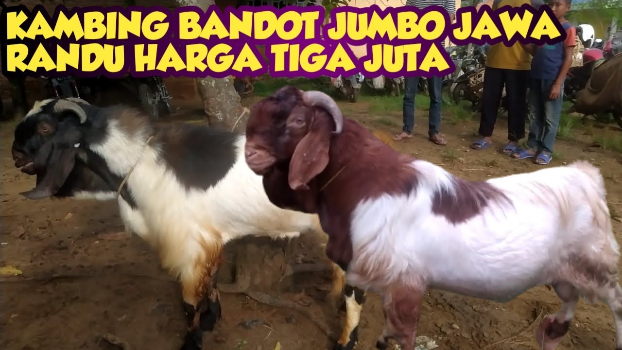 KAMBING BANDOT JUMBO JAWA RANDU HARGA TIGA JUTA - YouTube