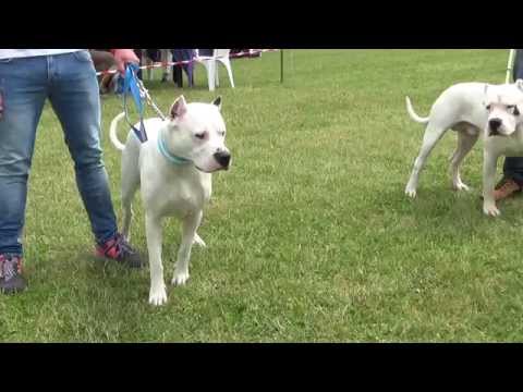Dogo Argentino Złota