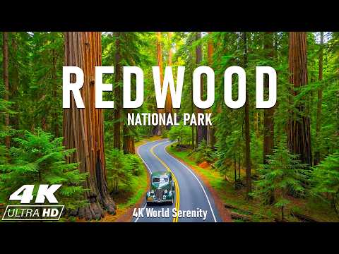 Redwood National Park 4K UHD – Explore the Majestic Sequoias, Tranquil Forest Trails & Scenic Views